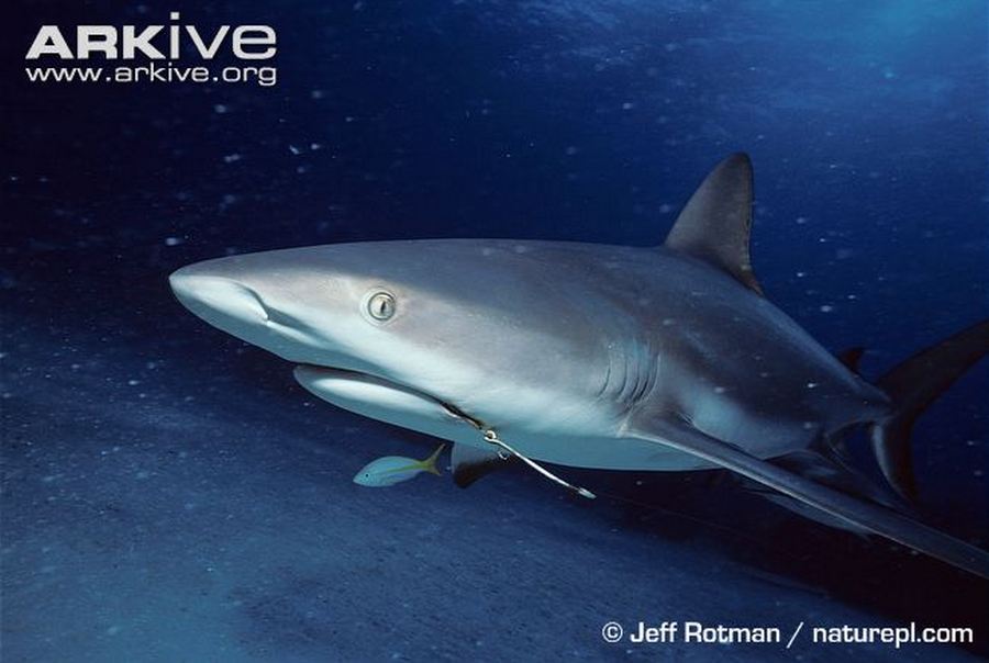 Carcharhinus perezi (Poey, 1876)